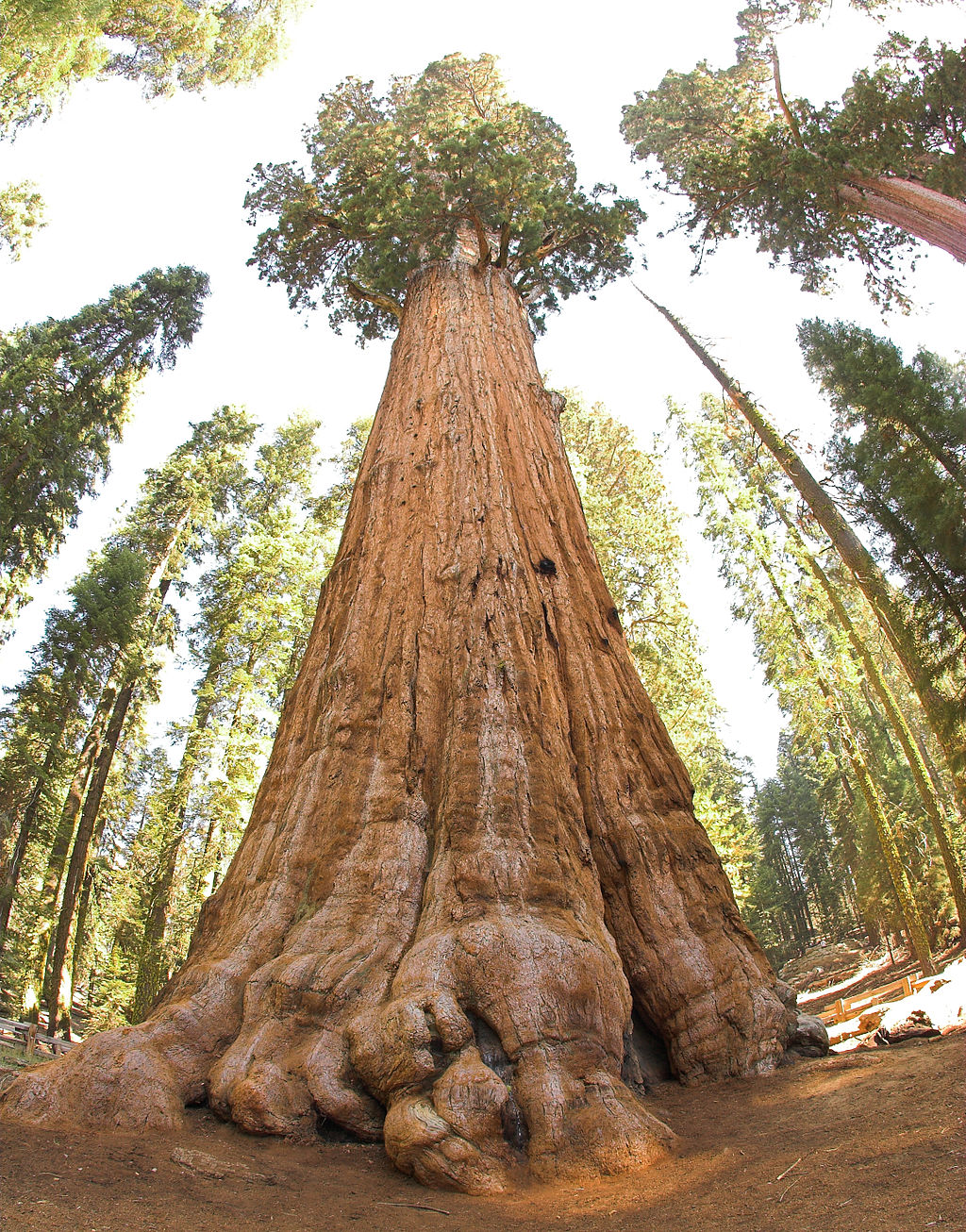 Adventure Pursuit | Sequoia