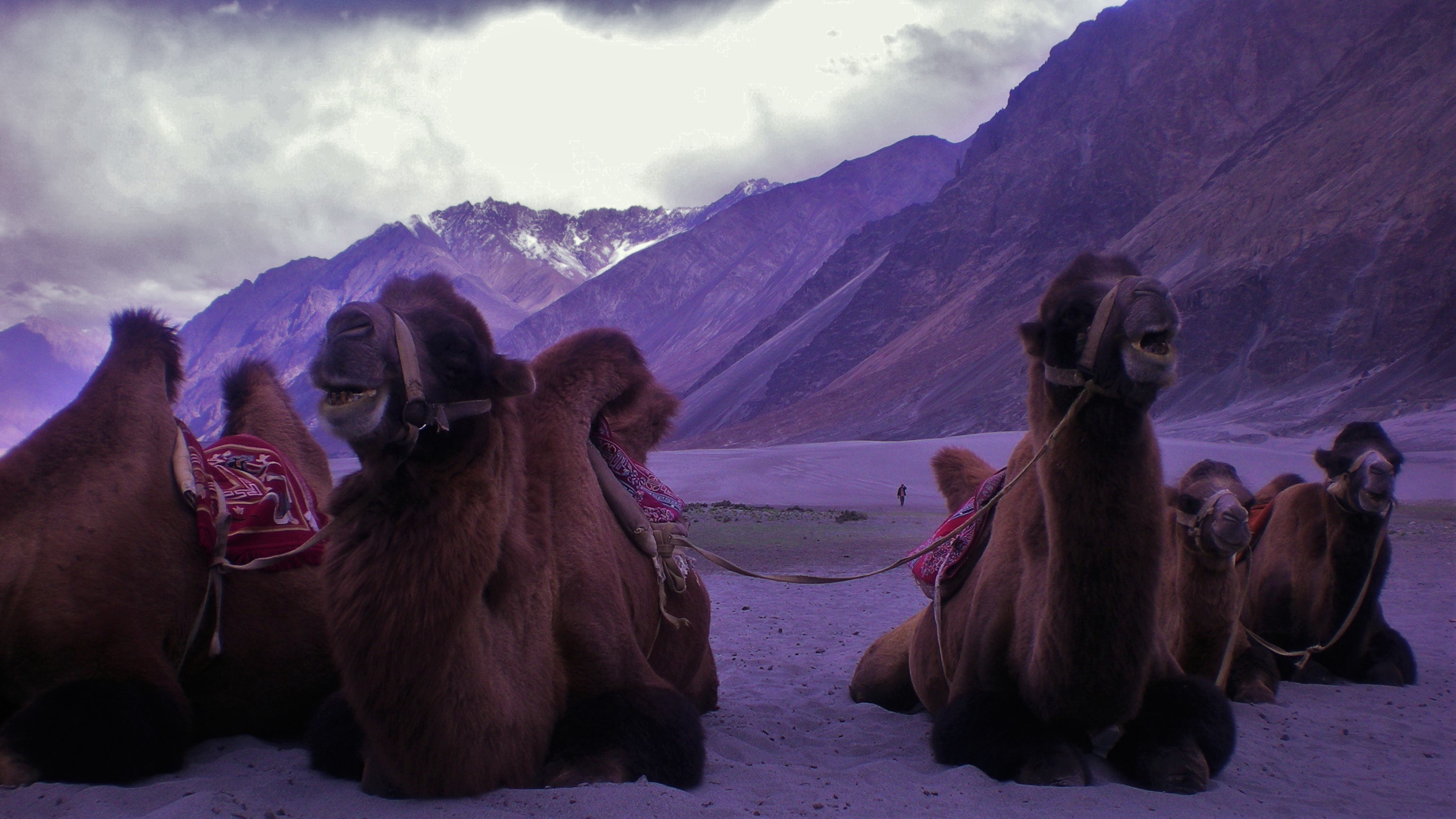 camels in Nubra Valley