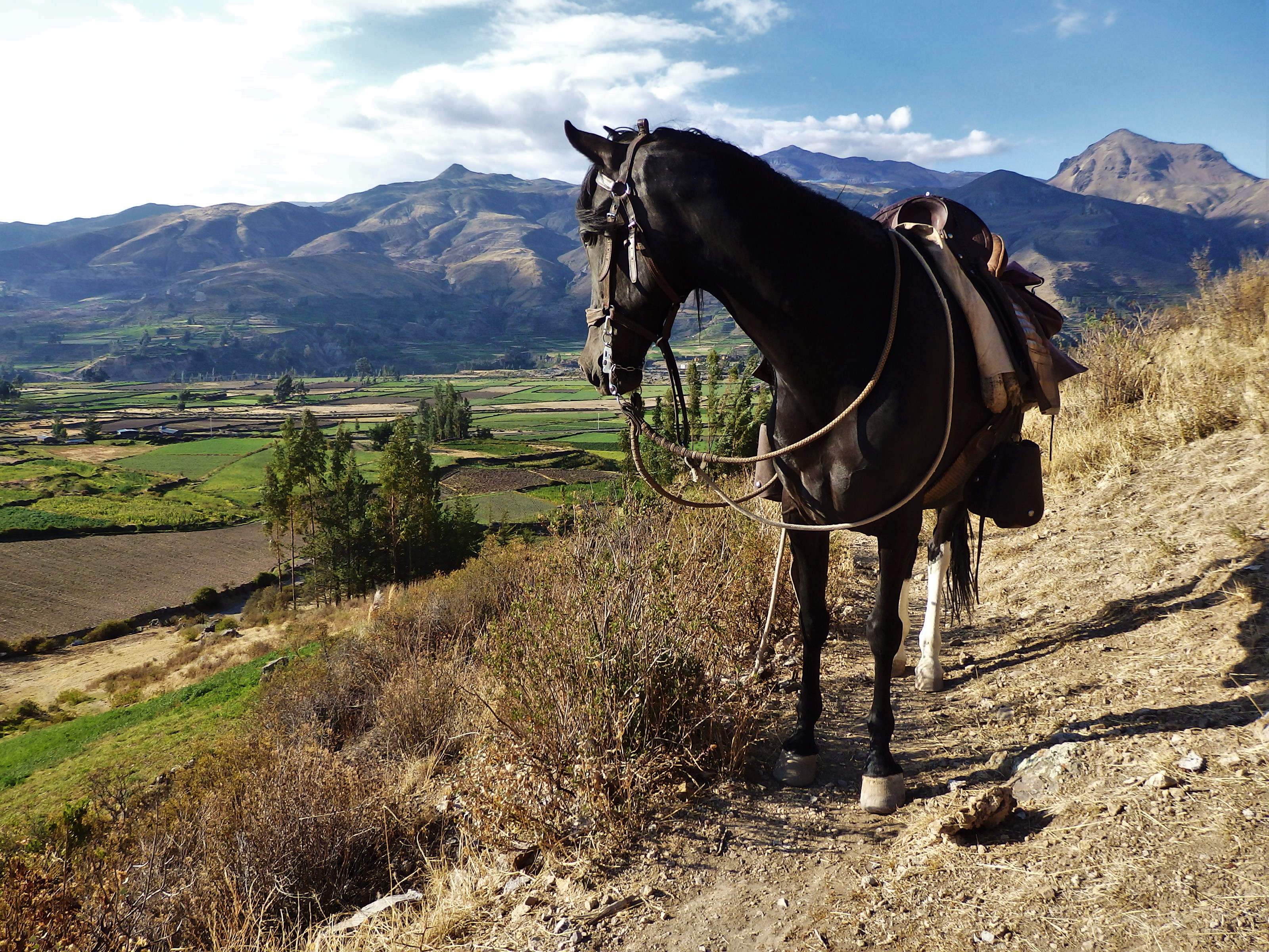 Adventure Pursuit | Horses of Colca