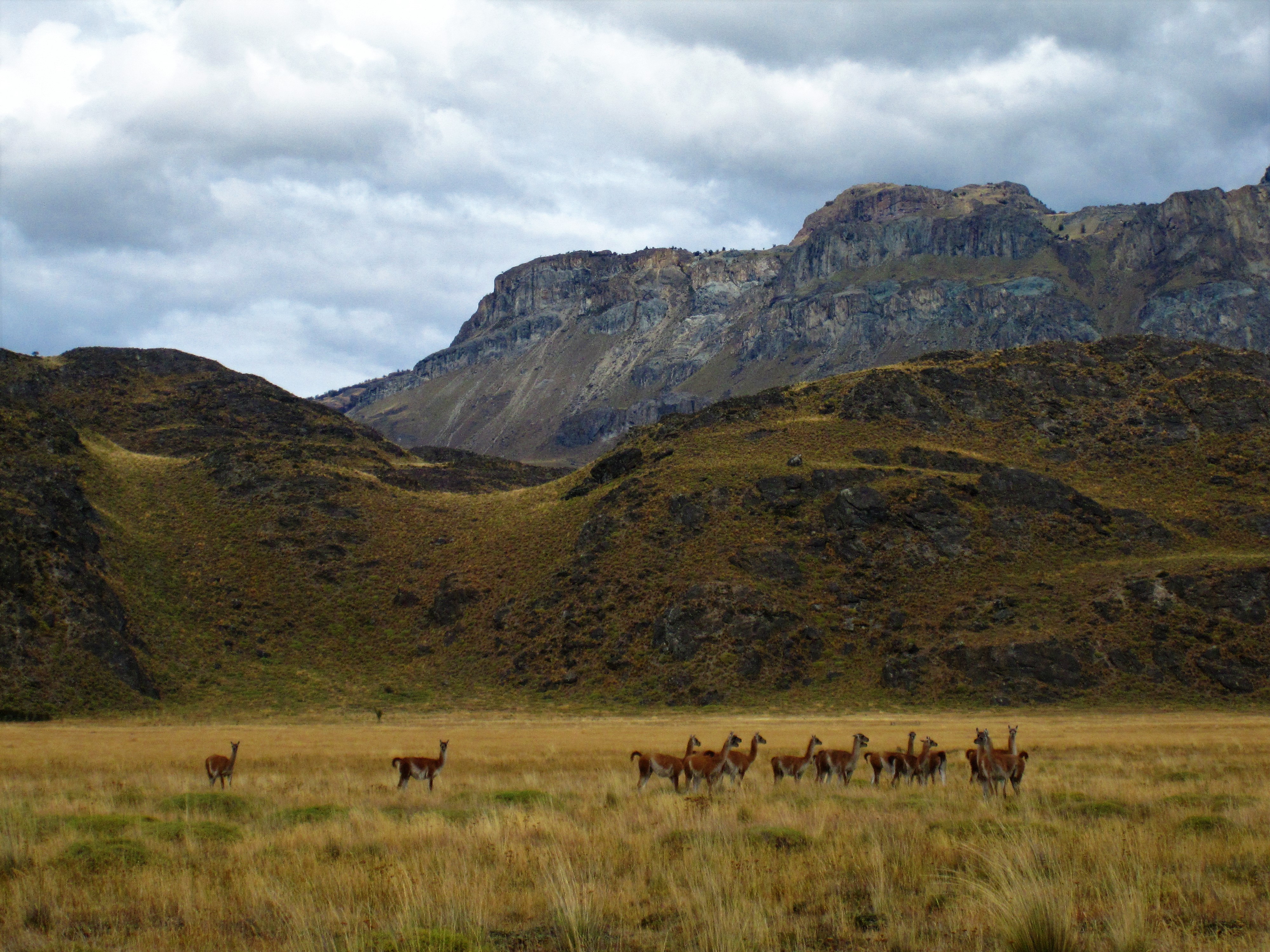 guanacos, Valle Chacabuco, Patagonia National Park